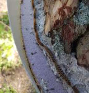 La chenille processionnaire