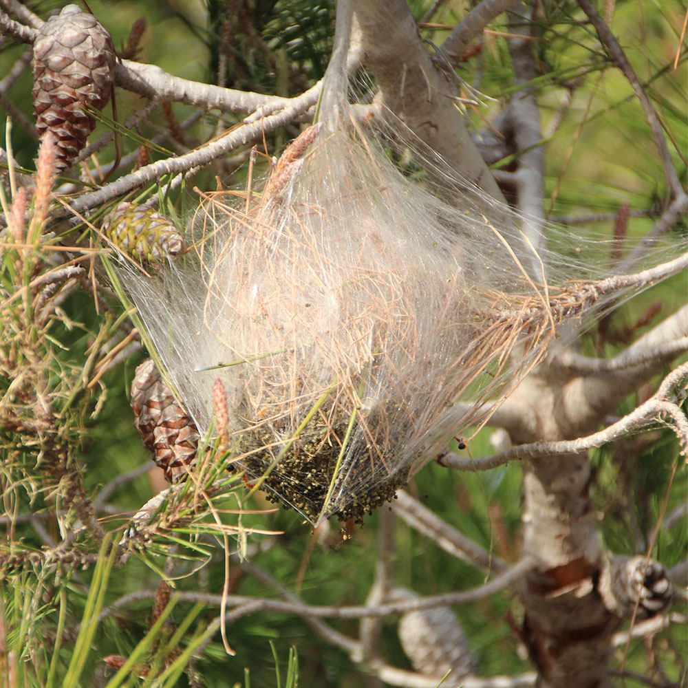Lutte contre les chenilles processionnaires