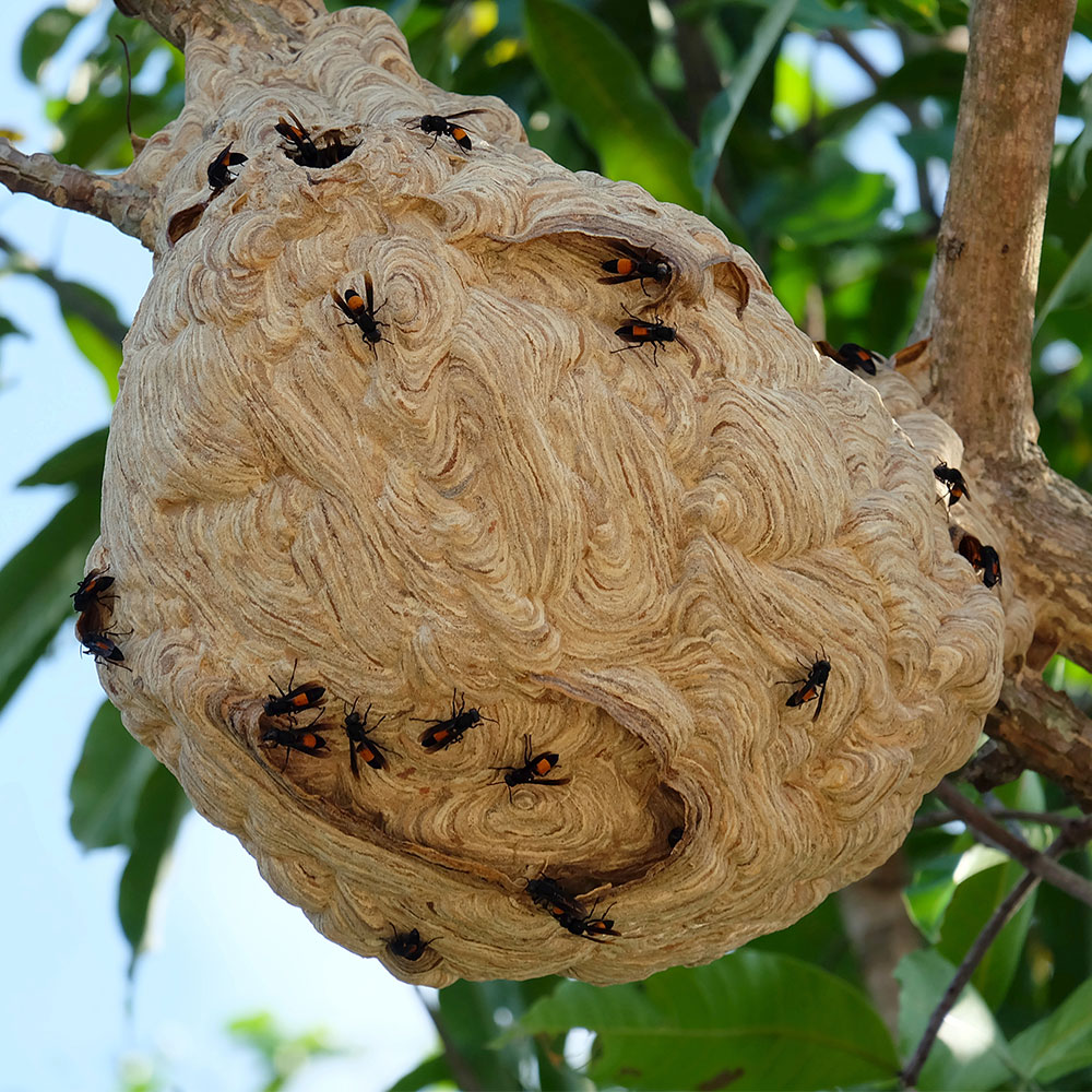 Destruction des nids de guêpes, frelons, frelons asiatiques
